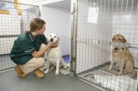 Medizinische Versorgung für Tiere mittelloser Halter